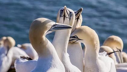 日土怎么找黄牛代办的最新政策(2025年日土怎么找黄牛代办业务分享)